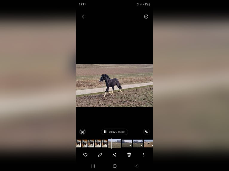 Gypsy Horse Mix Gelding 3 years 13,3 hh Black in Westerheim