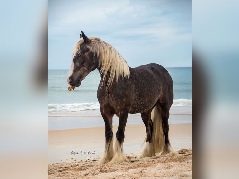 Gypsy Horse Gelding 3 years 13,3 hh in Morriston, FL