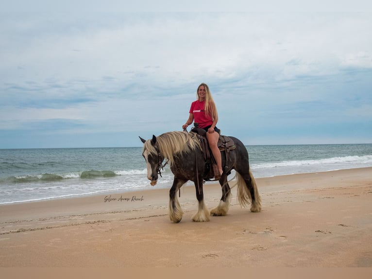 Gypsy Horse Gelding 3 years 13,3 hh in Morriston, FL