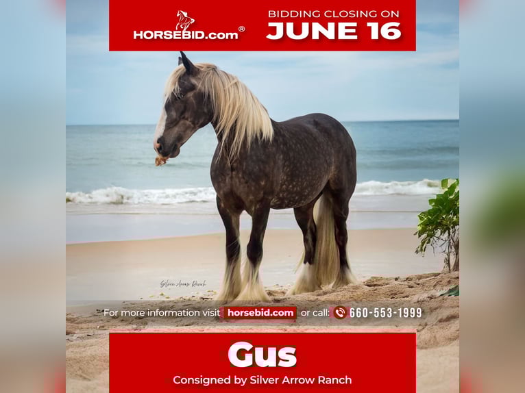 Gypsy Horse Gelding 3 years 13,3 hh in Morriston, FL