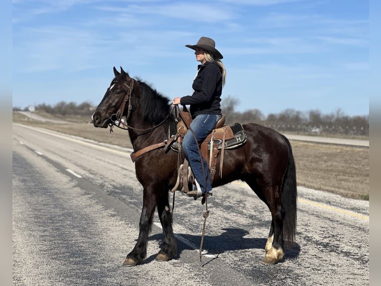 Gypsy Horse Gelding 3 years 14,1 hh Black in Jacksboro TX