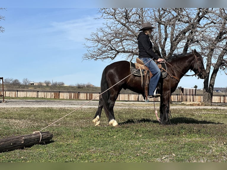 Gypsy Horse Gelding 3 years 14,1 hh Black in Jacksboro TX