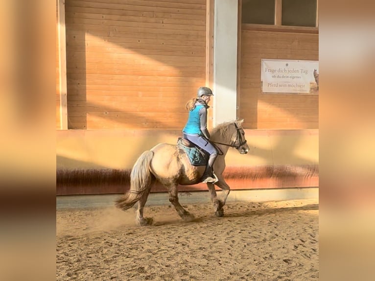 Gypsy Horse Gelding 3 years 14,1 hh Palomino in Achstetten