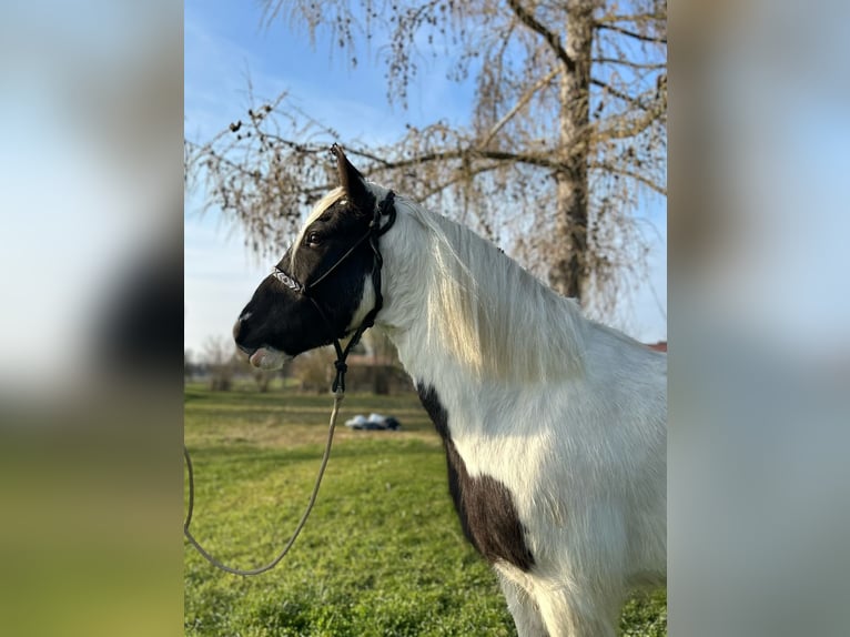 Gypsy Horse Gelding 3 years 14.1 hh Pinto in Achstetten