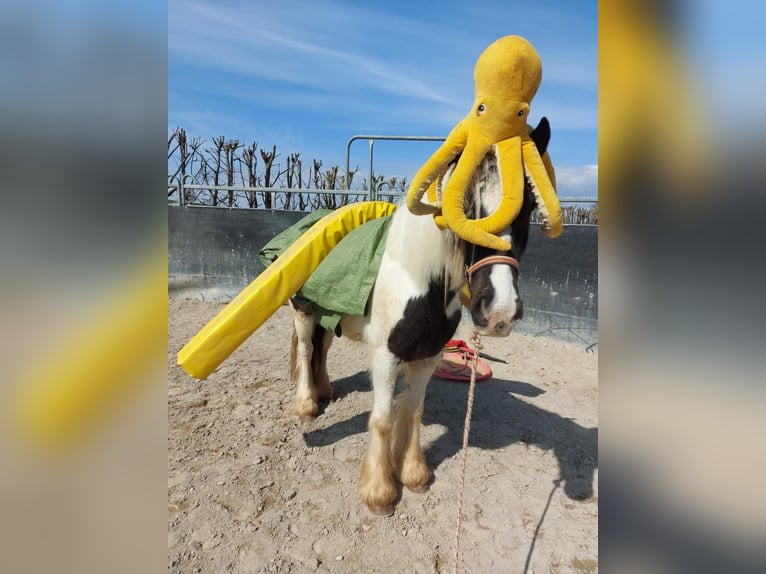 Gypsy Horse Gelding 3 years 14.1 hh Pinto in Achstetten