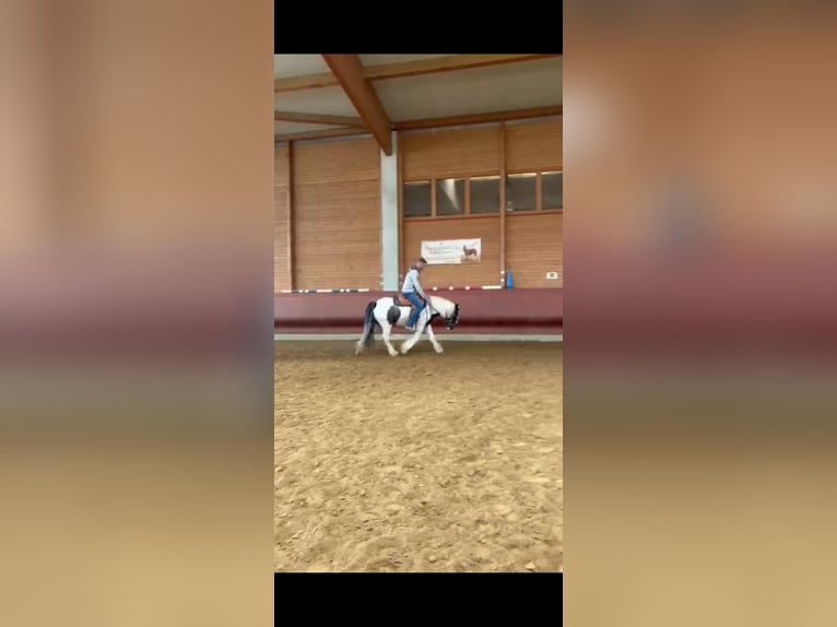 Gypsy Horse Gelding 3 years 14.1 hh Pinto in Achstetten