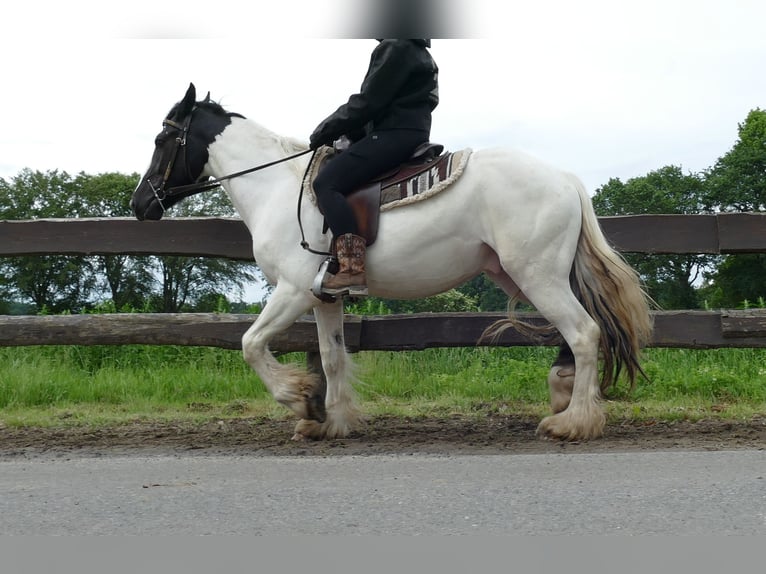 Gypsy Horse Gelding 3 years 14.3 hh Pinto in Lathen
