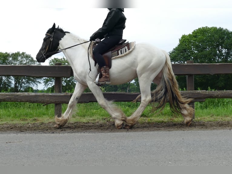 Gypsy Horse Gelding 3 years 14.3 hh Pinto in Lathen