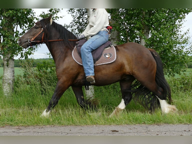 Gypsy Horse Gelding 3 years 14 hh Black in Lathen