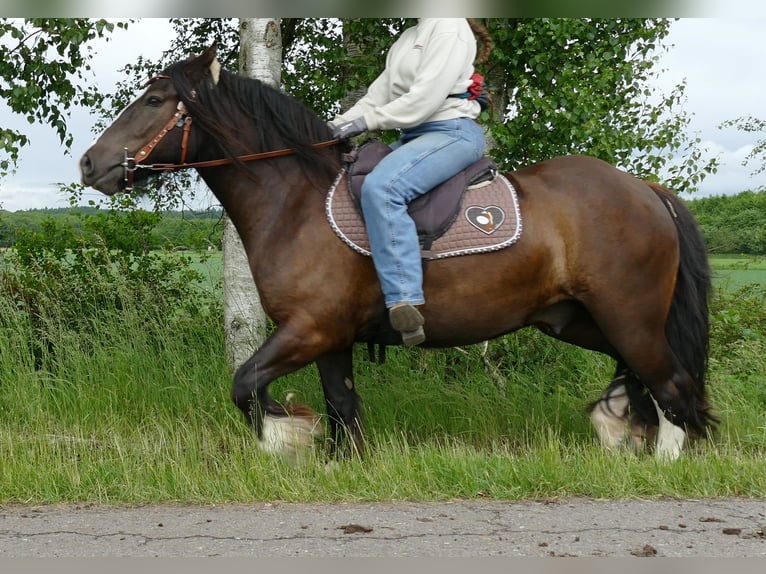 Gypsy Horse Gelding 3 years 14 hh Black in Lathen