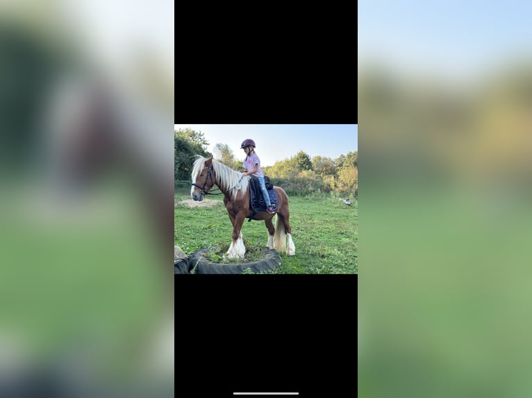 Gypsy Horse Mix Gelding 3 years 14 hh Chestnut-Red in Issum