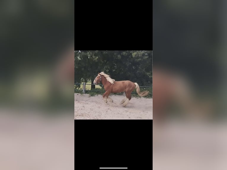 Gypsy Horse Mix Gelding 3 years 14 hh Chestnut-Red in Issum