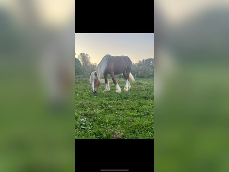 Gypsy Horse Mix Gelding 3 years 14 hh Chestnut-Red in Issum