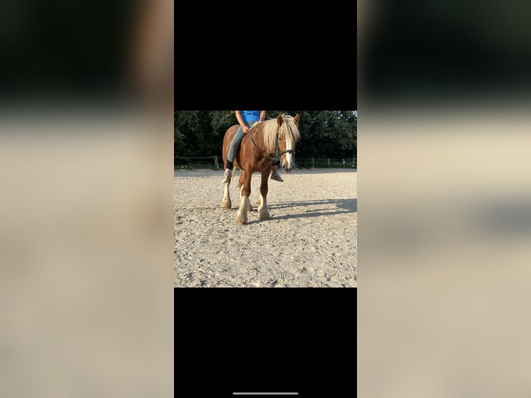 Gypsy Horse Mix Gelding 3 years 14 hh Chestnut-Red in Issum