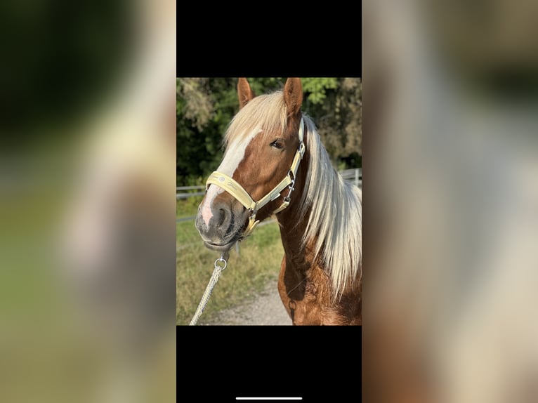 Gypsy Horse Mix Gelding 3 years 14 hh Chestnut-Red in Issum