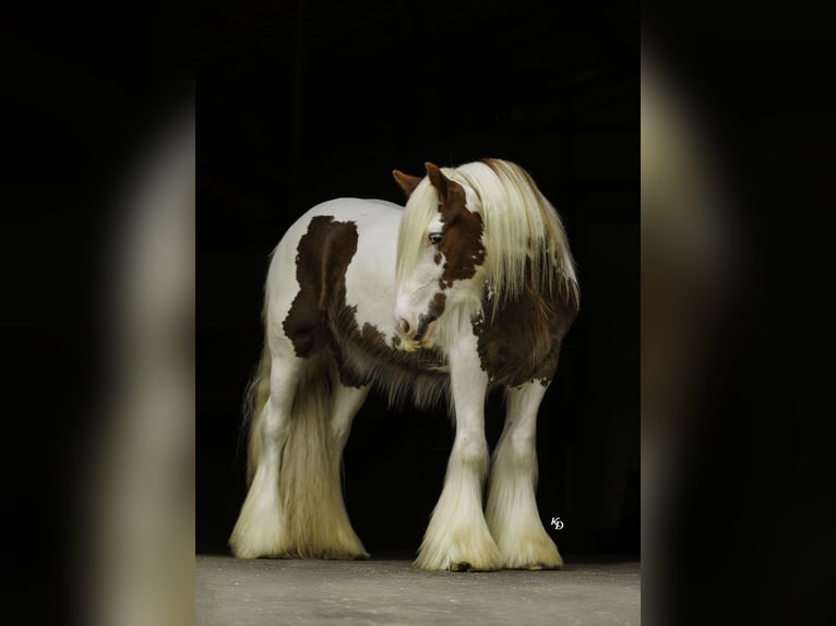 Gypsy Horse Gelding 3 years 14 hh Tobiano-all-colors in Quitman, AR