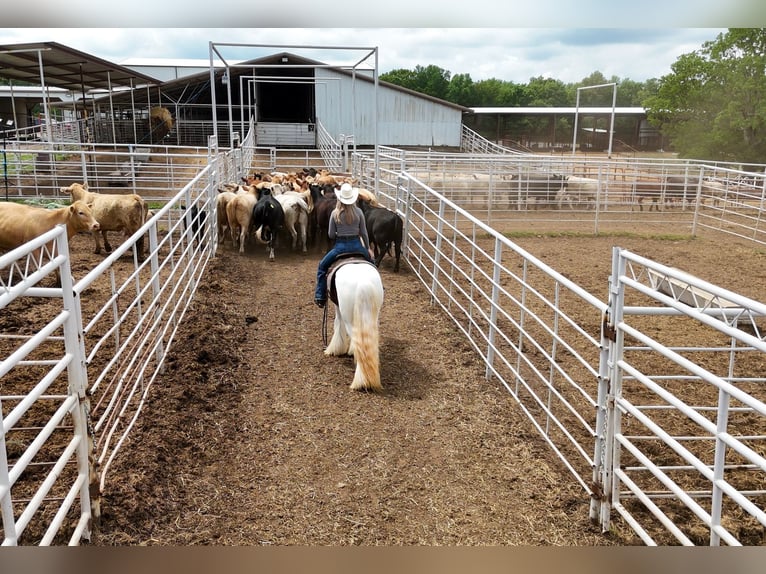 Gypsy Horse Gelding 3 years 14 hh Tobiano-all-colors in Quitman, AR