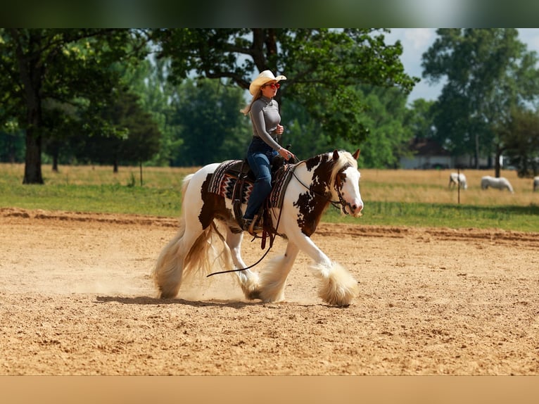 Gypsy Horse Gelding 3 years 14 hh Tobiano-all-colors in Quitman, AR