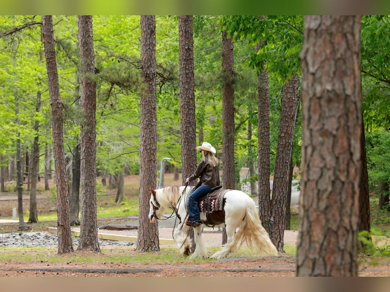 Gypsy Horse Gelding 3 years 14 hh Tobiano-all-colors in Quitman, AR