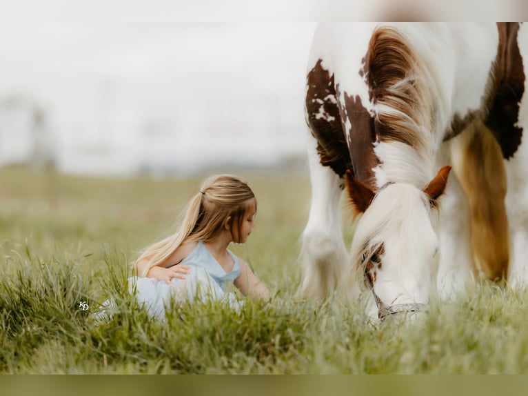 Gypsy Horse Gelding 3 years 14 hh Tobiano-all-colors in Quitman, AR