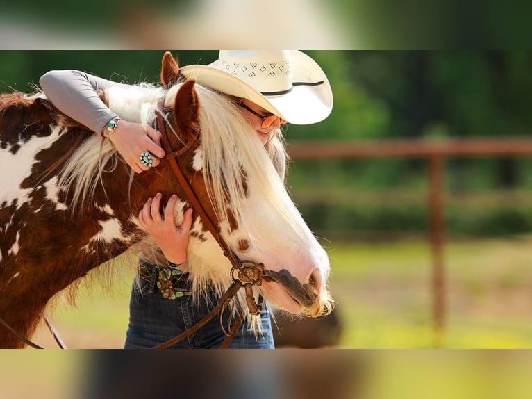 Gypsy Horse Gelding 3 years 14 hh Tobiano-all-colors in Quitman, AR