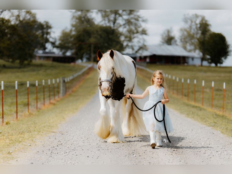 Gypsy Horse Gelding 3 years 14 hh Tobiano-all-colors in Quitman, AR