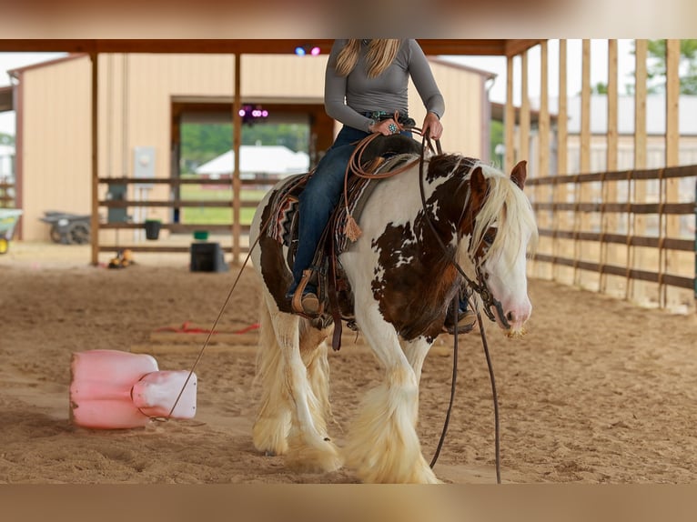 Gypsy Horse Gelding 3 years 14 hh Tobiano-all-colors in Quitman, AR