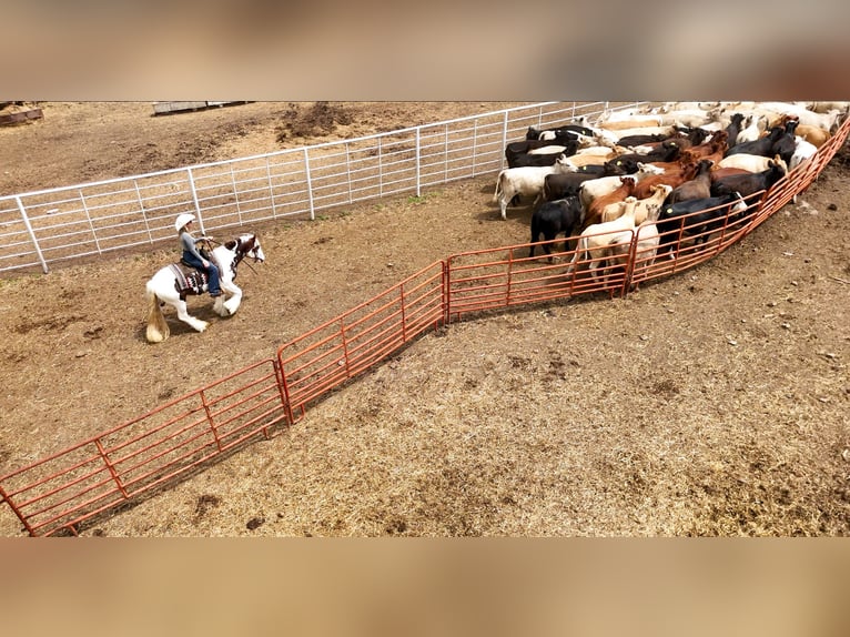 Gypsy Horse Gelding 3 years 14 hh Tobiano-all-colors in Quitman, AR