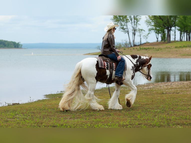 Gypsy Horse Gelding 3 years 14 hh Tobiano-all-colors in Quitman, AR