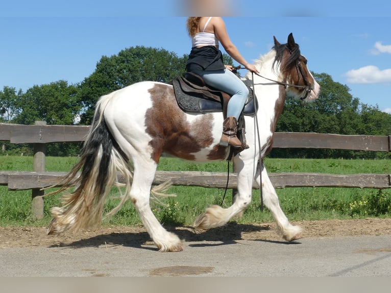 Gypsy Horse Gelding 3 years 14,2 hh Pinto in Lathen