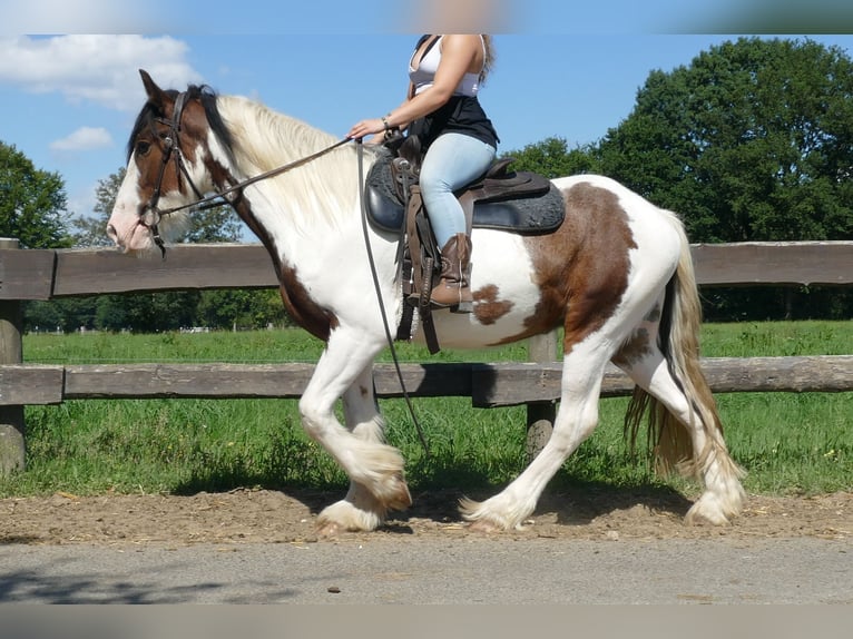 Gypsy Horse Gelding 3 years 14,2 hh Pinto in Lathen