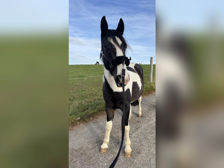 Gypsy Horse Mix Gelding 3 years 14,2 hh Pinto in Höslwang