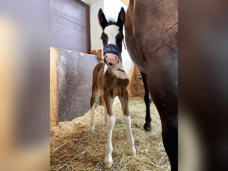Gypsy Horse Mix Gelding 3 years 14,2 hh Pinto in Höslwang