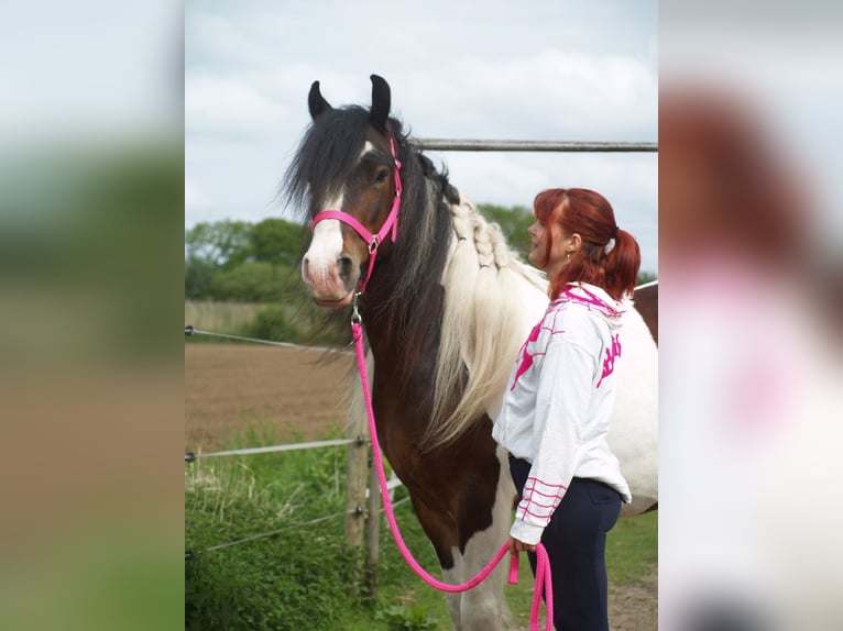 Gypsy Horse Gelding 3 years 14,2 hh Tobiano-all-colors in Geffen