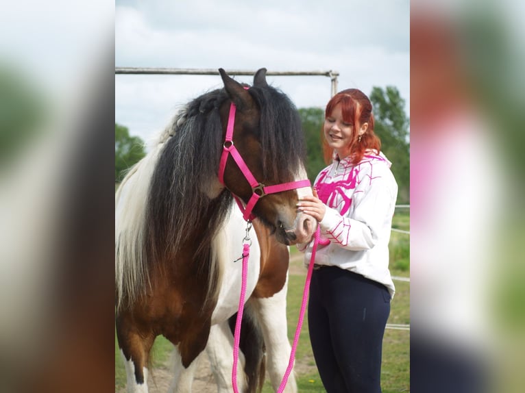 Gypsy Horse Gelding 3 years 14,2 hh Tobiano-all-colors in Geffen