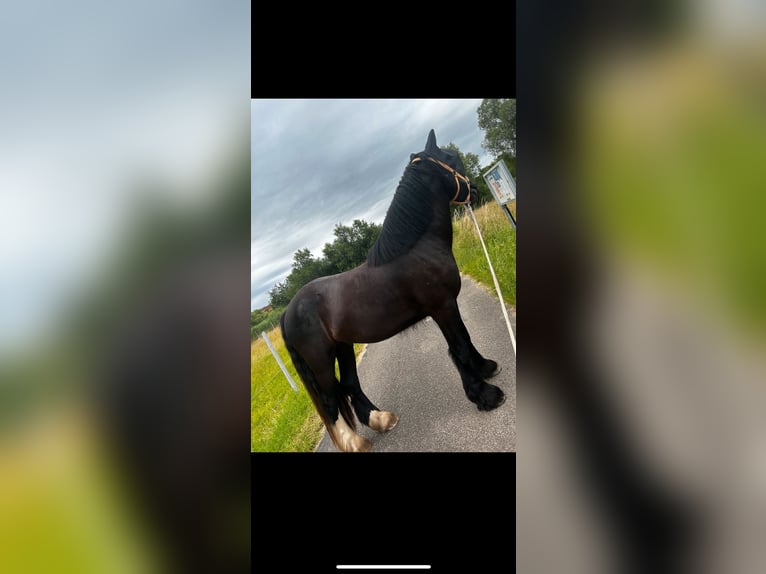 Gypsy Horse Mix Gelding 3 years 15,2 hh Black in Oberotterbach