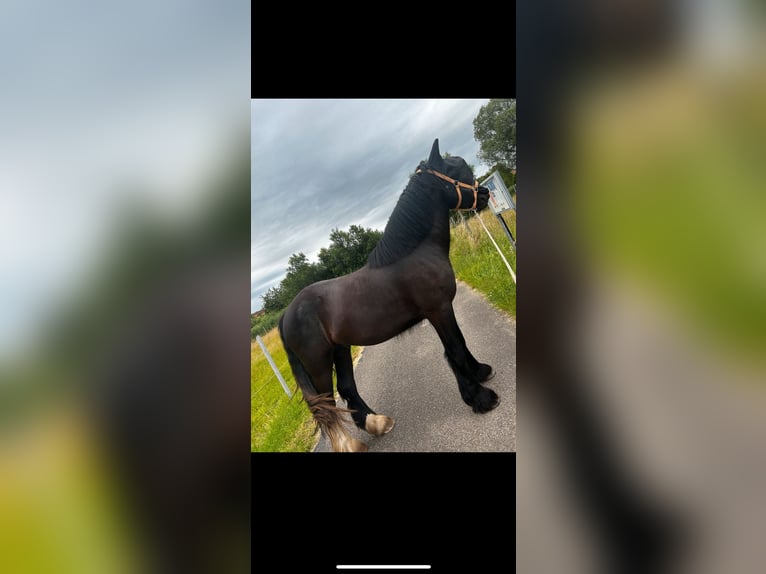 Gypsy Horse Mix Gelding 3 years 15,2 hh Black in Oberotterbach