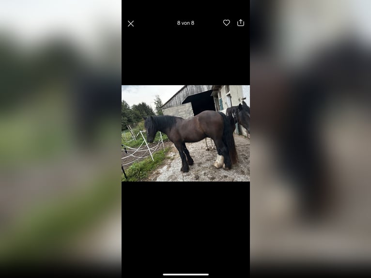 Gypsy Horse Mix Gelding 3 years 15,2 hh Black in Oberotterbach