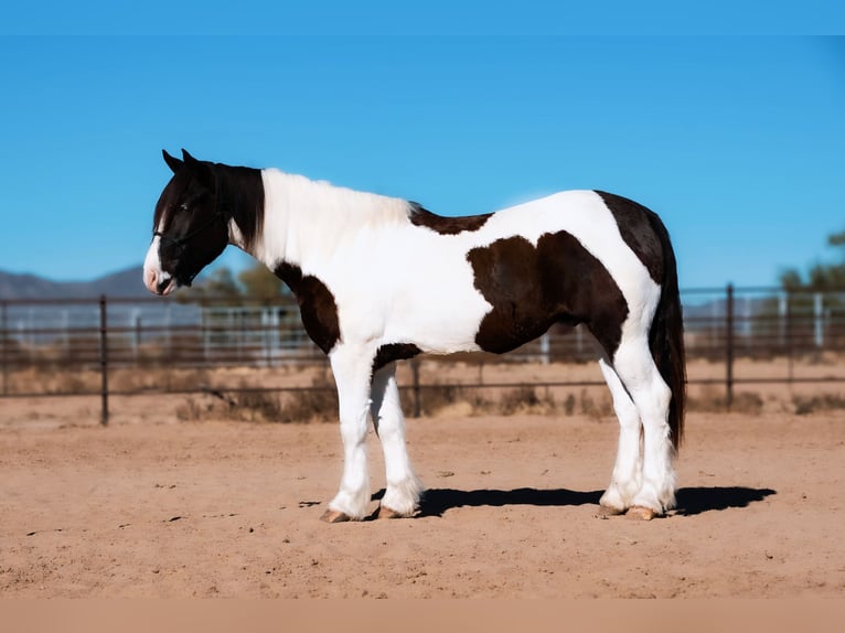 Gypsy Horse Mix Gelding 3 years 15,2 hh Pinto in Fergus Falls, MN