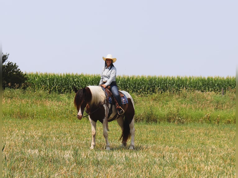 Gypsy Horse Mix Gelding 3 years 15,2 hh Pinto in Fergus Falls, MN