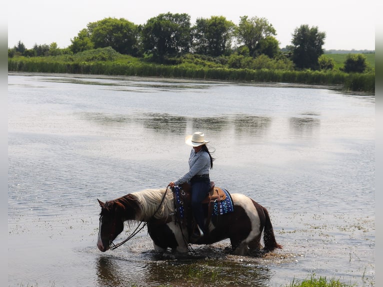 Gypsy Horse Mix Gelding 3 years 15,2 hh Pinto in Fergus Falls, MN