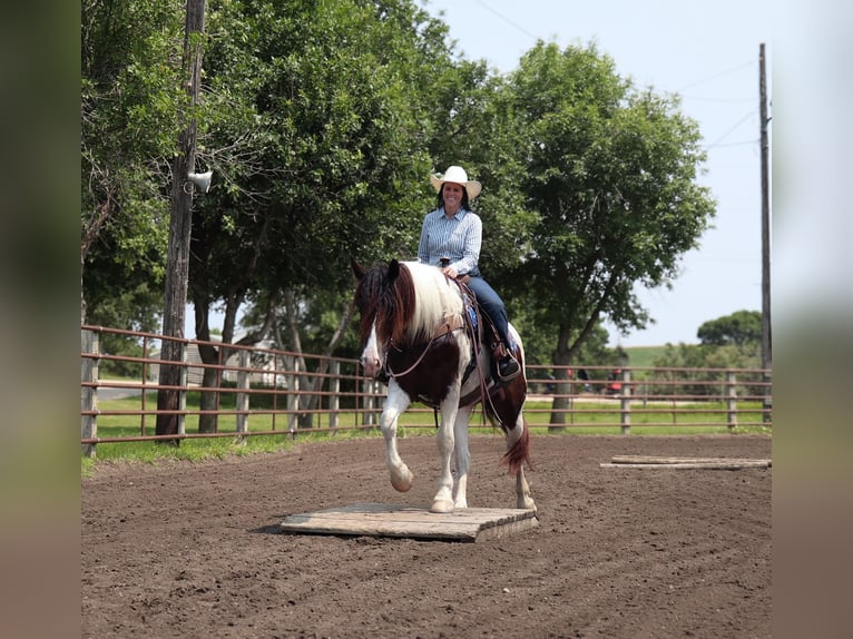 Gypsy Horse Mix Gelding 3 years 15,2 hh Pinto in Fergus Falls, MN