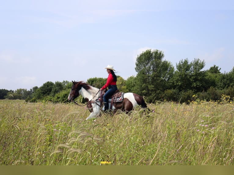 Gypsy Horse Mix Gelding 3 years 15,2 hh Pinto in Fergus Falls, MN