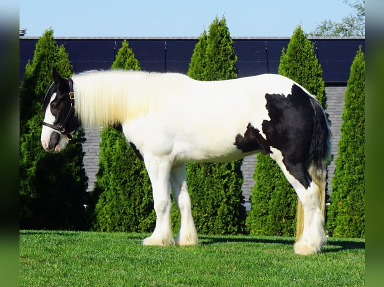 Gypsy Horse Gelding 3 years 15,2 hh in Uhrichsville, OH