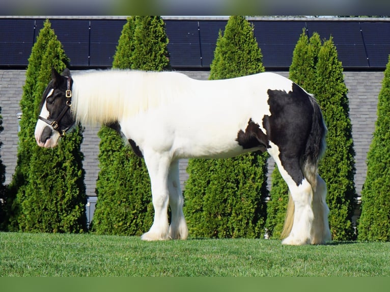 Gypsy Horse Gelding 3 years 15,2 hh in Uhrichsville, OH