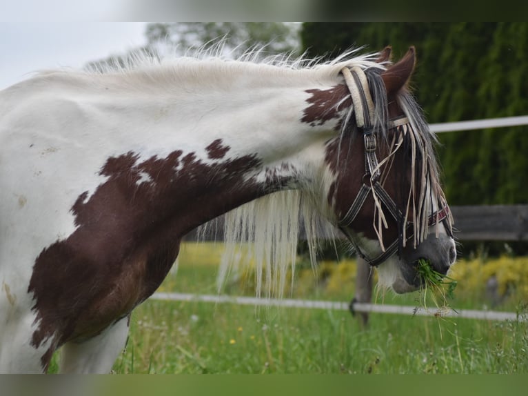 Gypsy Horse Gelding 3 years 15 hh Pinto in Altreiteregg