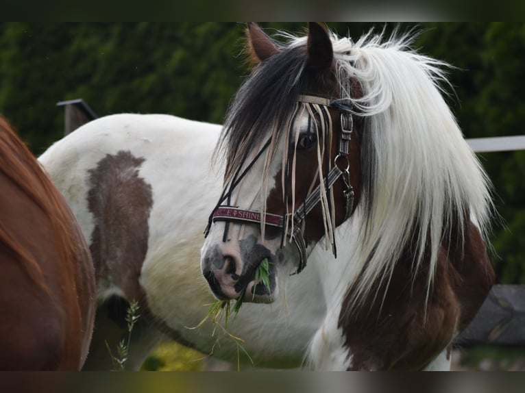 Gypsy Horse Gelding 3 years 15 hh Pinto in Altreiteregg