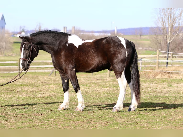 Gypsy Horse Mix Gelding 3 years 15 hh Pinto in Gap