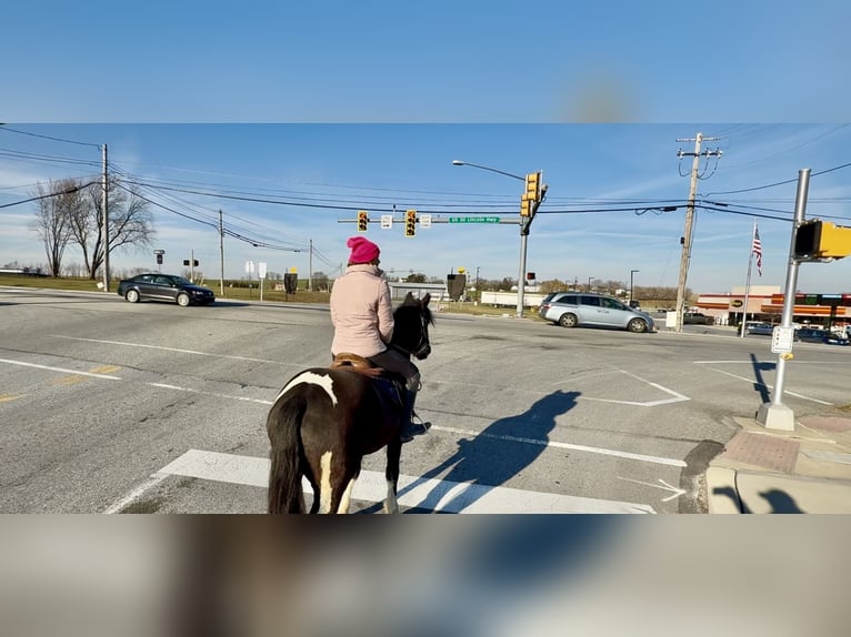 Gypsy Horse Mix Gelding 3 years 15 hh Pinto in Gap