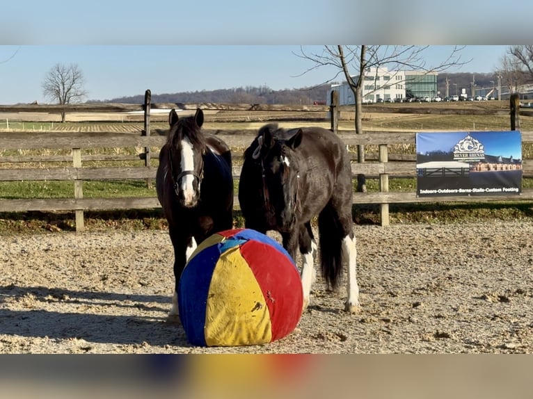 Gypsy Horse Mix Gelding 3 years 15 hh Pinto in Gap